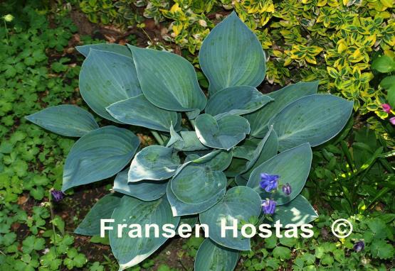 Hosta Moody Blues